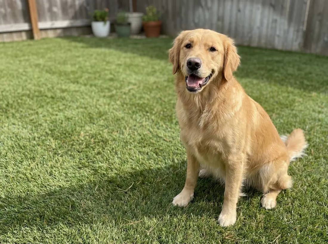 Pet Turf artificial turf